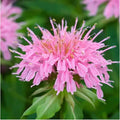 500 Pink Bee Balm Seeds – Vibrant Monarda Blooms for Pollinator-Friendly Gardens