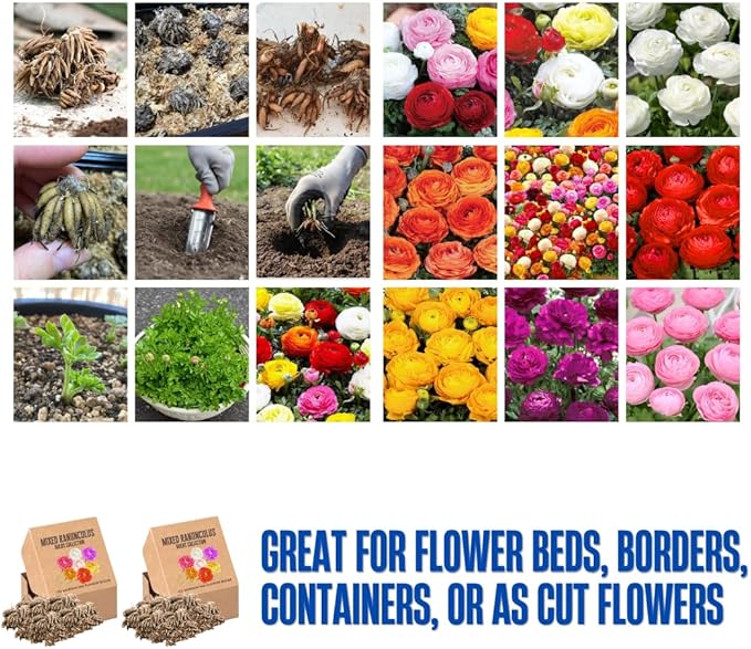 Set 50 Ranunculus Bulbs for Planting, Mix Ranunculus Corms Bulk, Butterfly Ranunculus Flowers Bulbs Spring Fall, Peony Buttercup Ranunculus