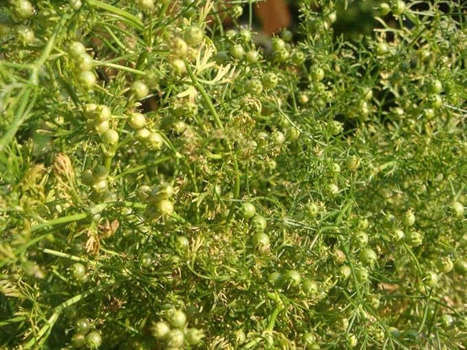NIKA SEEDS - Seeds Herb Coriander Heirloom - 500 Seeds
