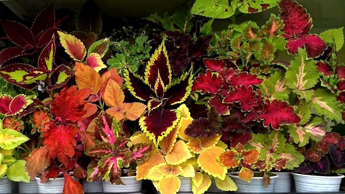 100+ Seeds Coleus Exotic (Black, Chocolate, Red Dragon, Watermelon) Indoor Full Sun - Flower Mix