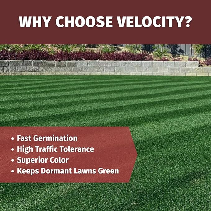 Velocity™ Perennial Rye Grass Seed — Fast-Germinating Cool-Season Turf for Overseeding Lawns, Sports Fields & Golf Courses — Dark Green Winter Color — 10 lb / 25 lb / 50 lb Options (10 lbs)