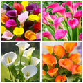 100 pcs White Pink Red Purple Calla Lily Seeds Beautiful Flowers Mix Color Perennial Plant Planting