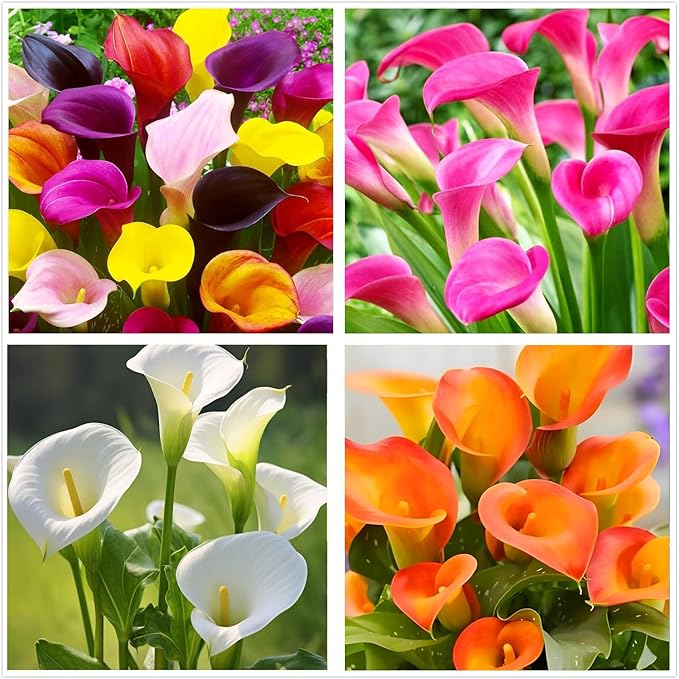 100 pcs White Pink Red Purple Calla Lily Seeds Beautiful Flowers Mix Color Perennial Plant Planting