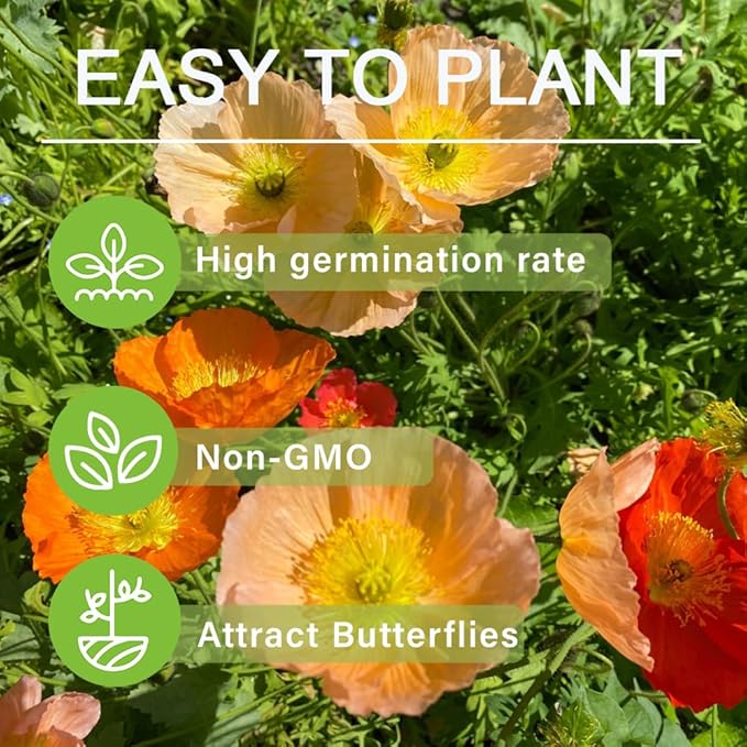 10000+ Perennial Mixed Poppy Flower Seeds for Planting Outdoors-Double Mixture Poppy Garden Non-GMO Heirloom