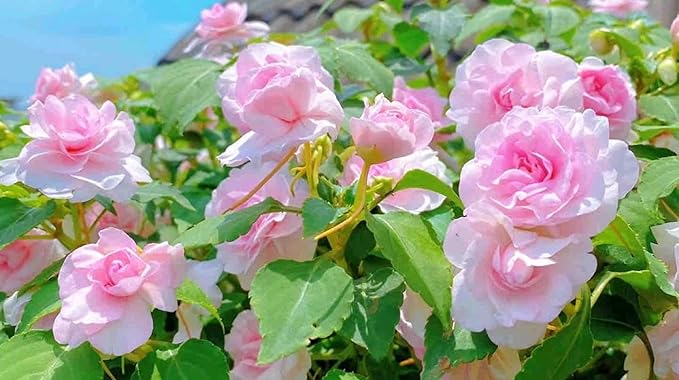 Mixed Impatiens Balsamina Balsam Seeds Camelia Impatiens Seeds Double Flower Garden Patio Container 100pcs