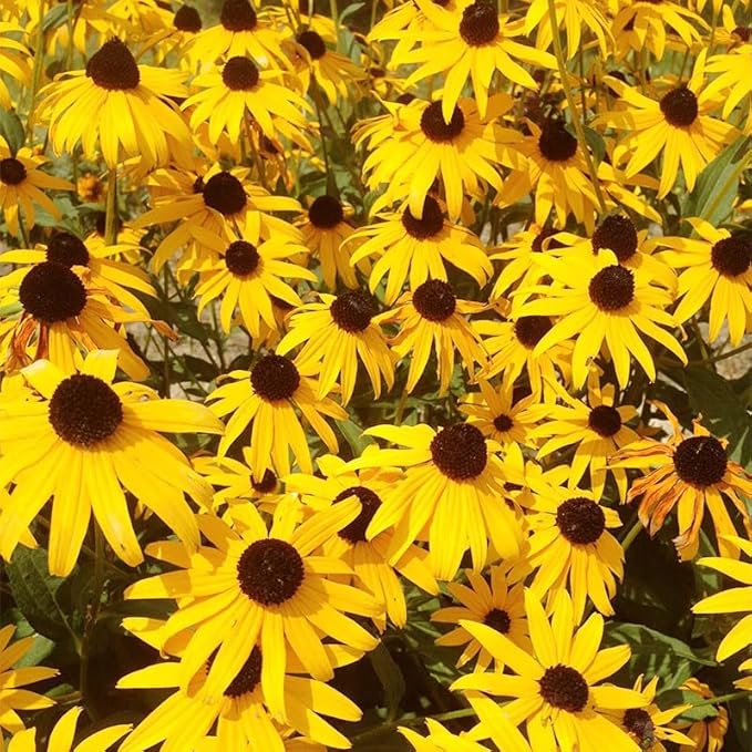 400+ Black Eyed Susan Seeds for Planting - Perennial Yellow Flowers, Ideal for Garden & Wildflower Landscapes