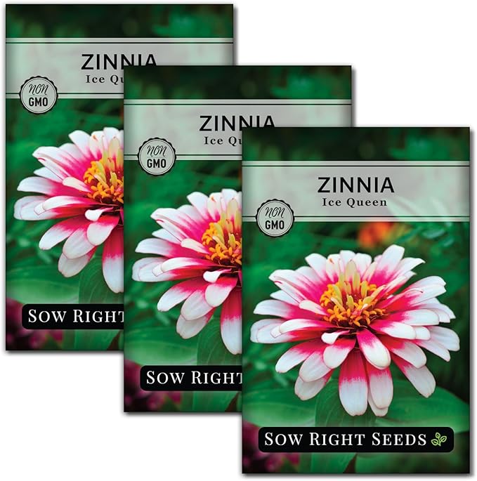 Sow Right Seeds - Zinnia Ice Queen Flower Seeds for Planting - Beautiful Flowers to Plant in Your Garden - Non-GMO Heirloom Seeds - Pink with White Tips Variety - Attract Pollinators - Cut Flower (3)