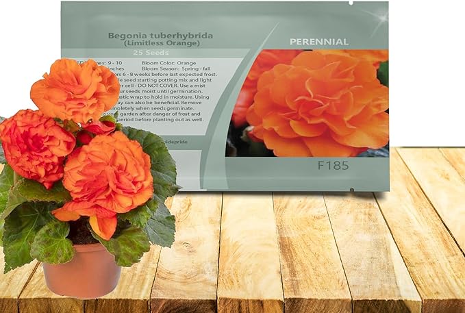 Outsidepride Orange Limitless Begonia Seeds for Planting - 25 Pcs Perennial Flower Seeds with Large Blooms, Arching & Pendulous Growth Habit, for Containers, Hanging Baskets, or Landscape Plantings
