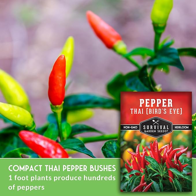 Thai Chili Pepper Seeds for Planting | Heirloom Bird’s Eye Hot Variety – Non-GMO Seeds for Spicy Cooking & Containers – Survival Garden Seeds (1 Pack)