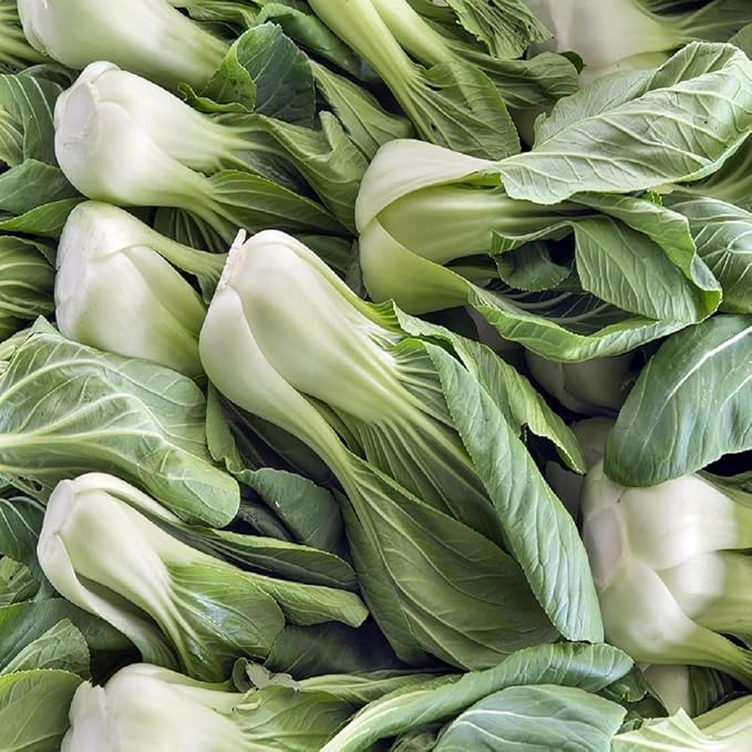 Bok Choy Cabbage Seeds for Planting – Plant & Grow Heirloom Bok Choy Cabbage in Home Outdoor Vegetable Garden, Brassica rapa subsp. chinensis– 5 Packets