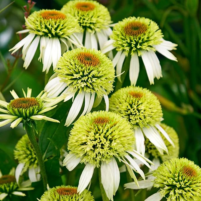 1000+ Double Echinacea Coneflower Seeds for Planting -Perennial Cone Flower Seeds Attracts Pollinators