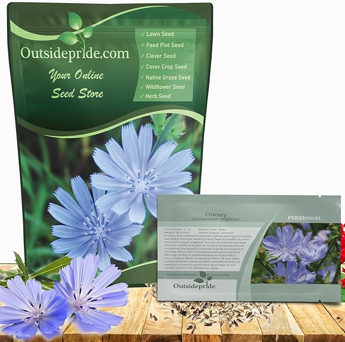 Outsidepride Chicory Seeds for Planting - 5 lb. Perennial, Easy to Grow & Drought Tolerant, Flower Seeds with Clustered Pastel Blue Blooms for Garden Pastures & Wildflower Meadows