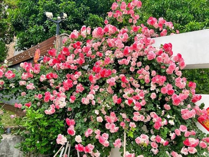 600+ Climbing Rose Seeds for Planting Outdoors - Vibrant Vine Flower, Long-Blooming Ornamental Garden Blooms (Pink)