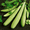 Seeds Armenian Cucumber - Open-Pollinated - Heirloom Vegetable - GMO Free