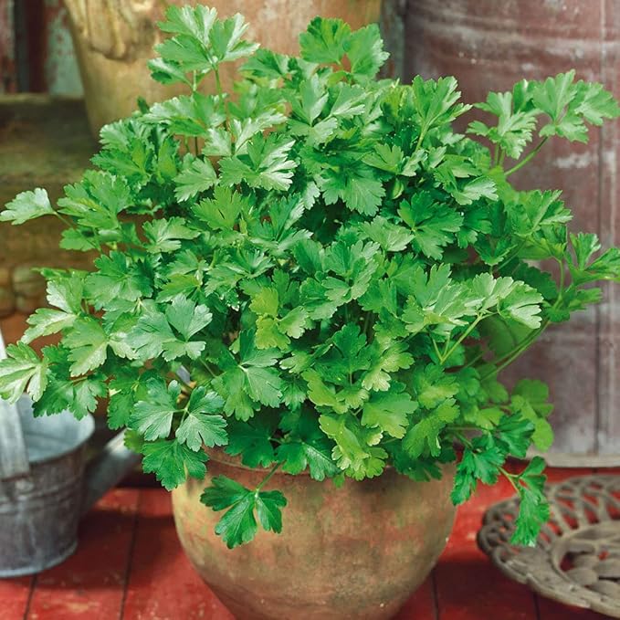 KIRA SEEDS - Seeds Leaf Itatian Parsley - Indoor - 2000 Seeds - Heirloom Herb - GMO Free