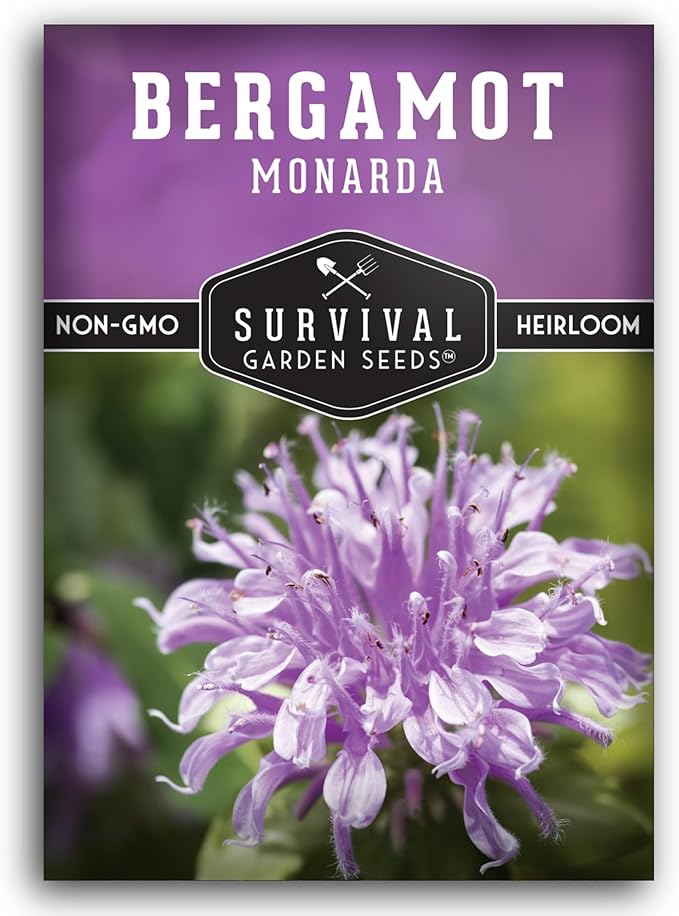 Bee Balm Seeds for Planting - Wild Bergamot (Monarda Fistulosa) Perennial Native Wildflower & Medicinal Herb for Pollinator Gardens, Fragrant Heirloom Flower - Survival Garden Seeds (1 Pack)