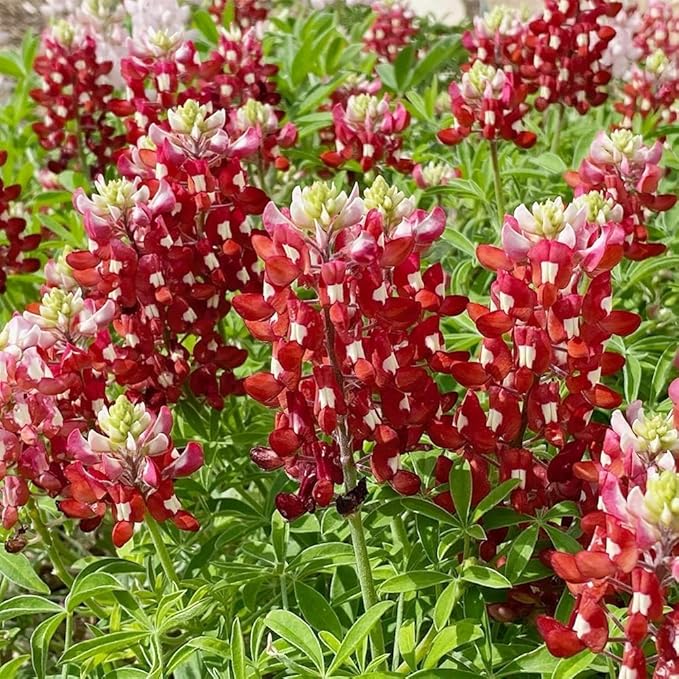 Texas Lupine Bluebonnet Wildflower Seeds 1000pcs– Grow Iconic Red Blooms, Hardy & Native to Texas, Easy to Plant for Stunning Gardens