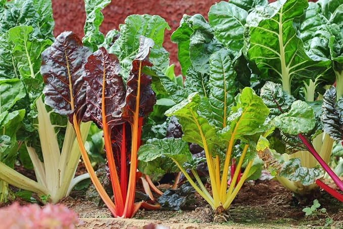 Bright Lights Swiss Chard Seeds for Planting - 200+ Seeds - Rare Colorful Garden Vegetable Seeds