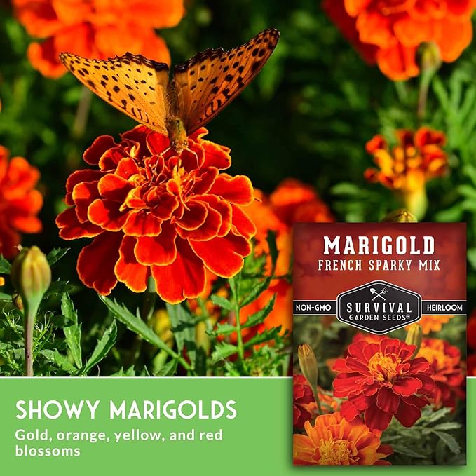French Sparky Marigold Seeds for Planting - Plant & Grow Red & Orange Patula Flowers in Your Home Vegetable Garden - Heirloom Non GMO - Survival Garden Seeds (1 Pack)
