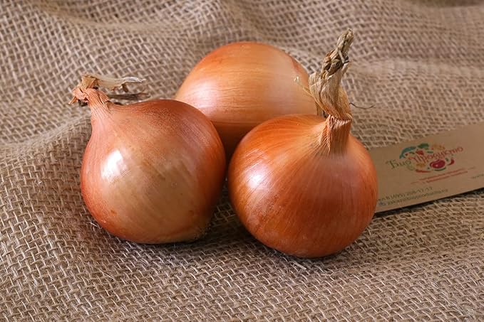 Seeds Giant Onion Chalcedony (Allium cepa) Heirloom Vegetable for Planting Non GMO