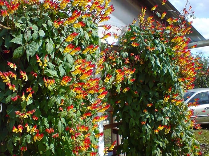 SeedsUP - 50+ Seeds Firecracker Vine Mina Lobata Quamoclit - Flower Multicolor