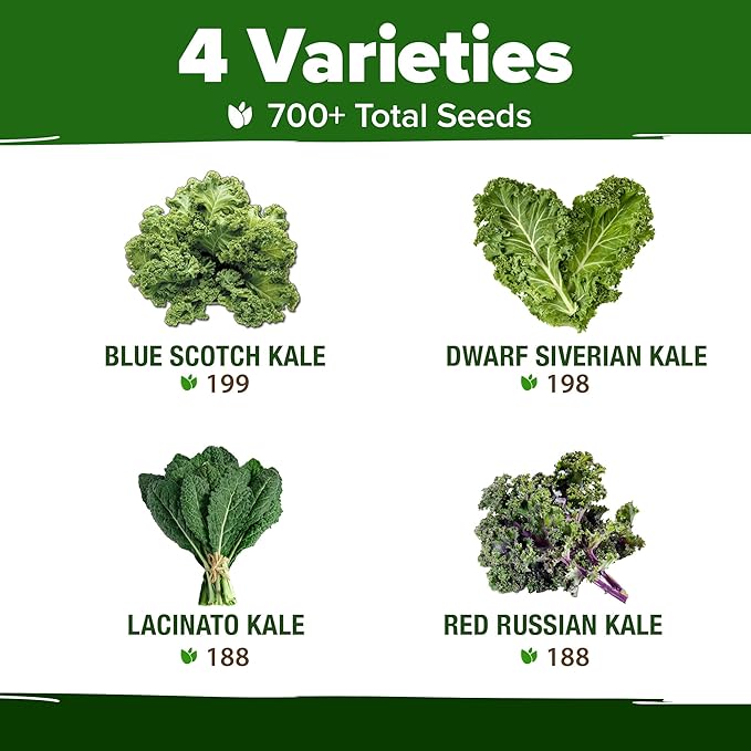 HOME GROWN 4 Kale Heirloom Vegetable Seeds for Planting Home Garden, Beans, Carrots, Peppers, Cucumber, Kale, Pepper Seeds, Tomato