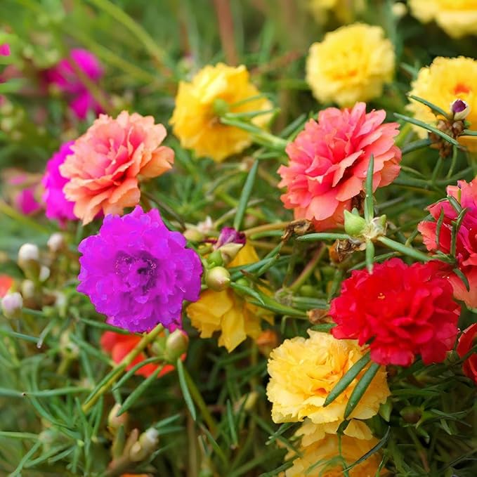 11000+ Portulaca Grandiflora Moss Rose Seeds Mixed Color Spreading for Planting Mexican Sun Rose Rock ROS Heat & Drought Tolerant Ground Cover Plant