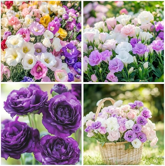 1000+Mixed Lisianthus Seeds for Planting-Lisianthus Thornless Roses Seeds