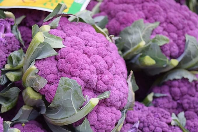 Seeds Vegetable Cauliflower Purple Cabbage - 100 Seeds