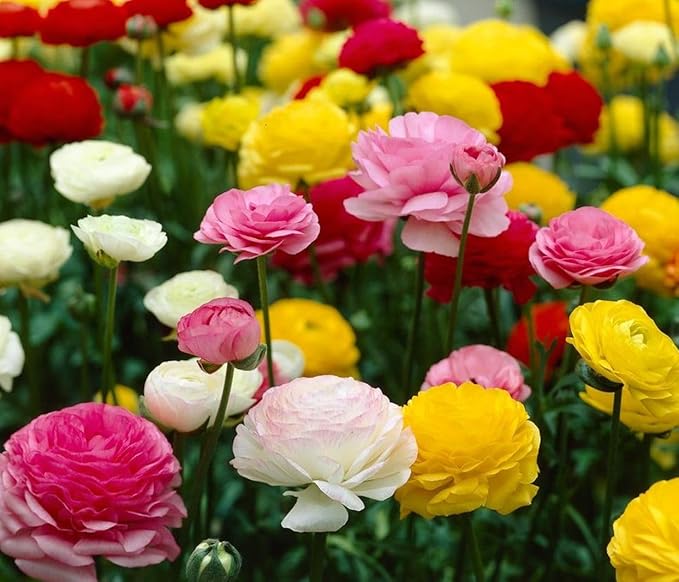 Mixed Peony Ranunculus Bulbs- Persian Buttercup -10 Corms Bulbs Flowering Blooms Perennial Bulbous Root Garden Plant (Mixed Color)