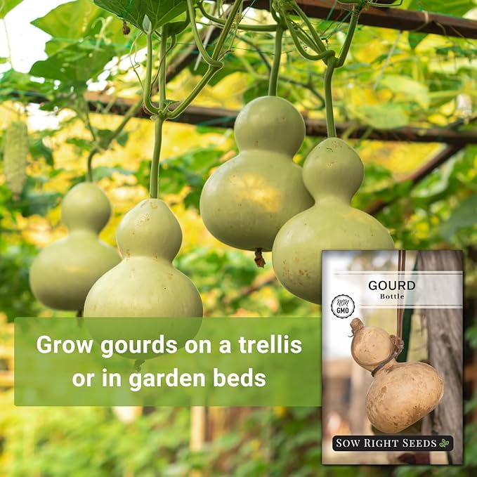 Sow Right Seeds - Bottle Gourd Seed for Planting - Non-GMO Heirloom Packet with Instructions to Plant and Grow an Outdoor Home Vegetable Garden - Ornamental Birdhouse Gourd for Crafting and Decor (3)