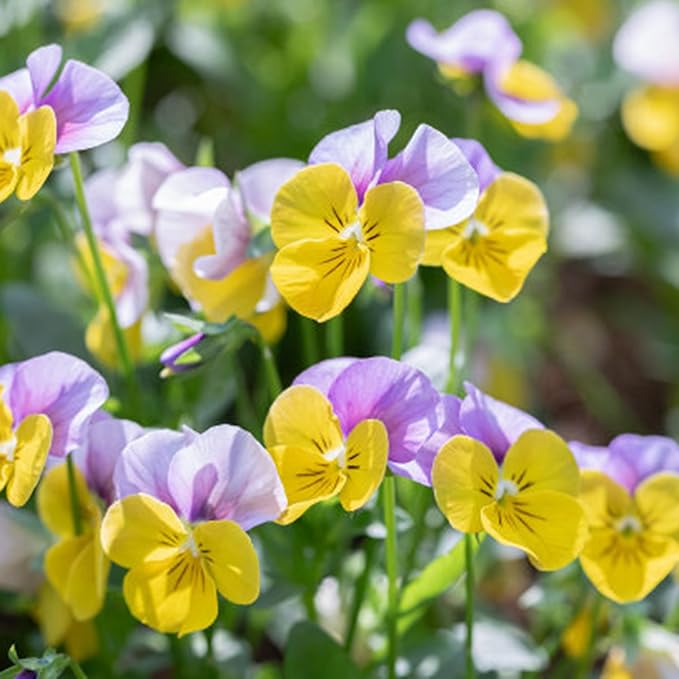 Pansy Seeds for Planting, 8000pcs Perennial Viola Tricolor Pansy Flower Seeds, Non-GMO Heirloom Home Garden Cold Hardy Rare Blooms Beauty Flowers Plants for Outdoors Indoors