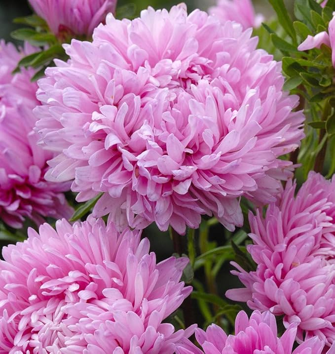 1000+ Perennial Aster Flower Seeds for Planting Outdoors-Powderpuff Mix Non-GMO Attracts Bees&Butterflies Fragrant Butterfly