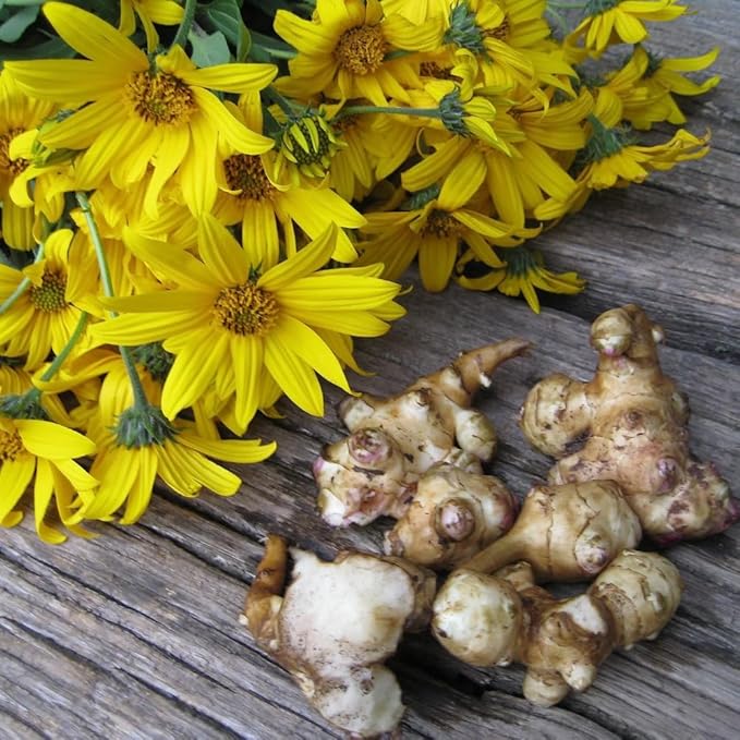 5 Jerusalem Artichoke Tubers, Sunchoke for Planting, Hardy Perennial Vegetable for Home Garden