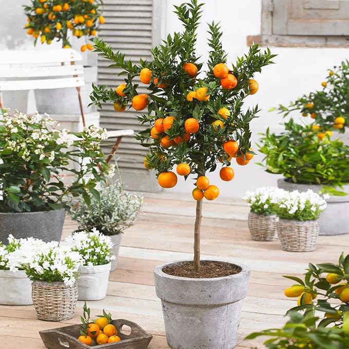 Perfect Potting Mix for Mandarin Trees - Gardenera's Expert Formula for Vibrant and Healthy Citrus Fruits - 3 Quart