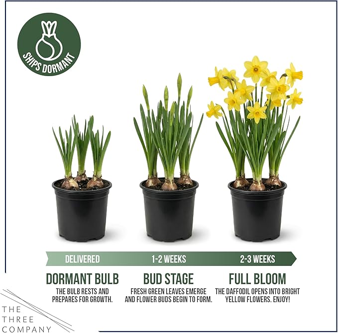 Live Flowering Daffodil (4 Per Pack) - Yellow, Beautiful Spring Bulbs, Ships Dormant in 1 Pint Pot, Blooms in 2-3 Weeks