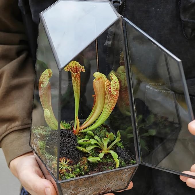 Carnivorous Plant Soil Mix 4qt, Pure Peat Moss and Perlite Mixture for Venus, Pitcher, Butterwort, Nepenthes, Sundew