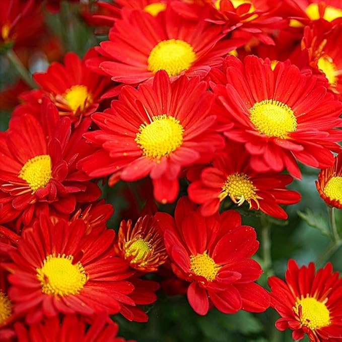 1900+ Mix Pyrethrum Seeds - Multi-Color Insect-Repelling Flowers, Practical Plants for Gardens & Balconies, Easy to Sow with High Survival Rate