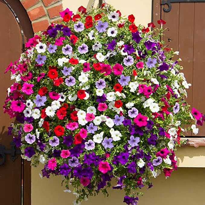 1000Pcs Petunia Flower Seeds Colourful Mix Flowers Seeds Easy to Grow Hanging Basket Flower for Planting & Growing Garden Home Garden Balcony
