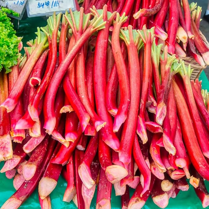 Rhubarb Plants Roots for Planting, 3-6 Inch Tall Rhubarb Plant Live Roots, Perennial and Hardy Vegetable Plants for Outdoors Garden