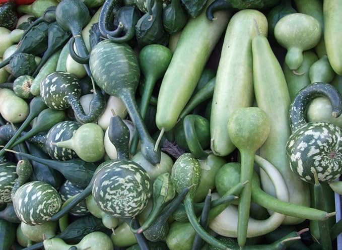 Seeds Calabash Bottle Gourd Mix Lagenaria Heirloom Vegetable for Planting Non GMO