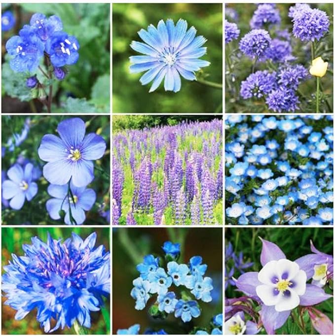 13,000 Pollinator Attracting Wildflower Seeds - 1 Ounce - Attracts Bees, Butterflies, and Other Beneficial Insects, Bees Knees Mix