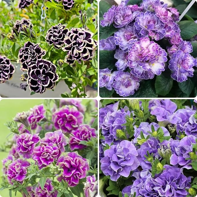Petunia Seeds (300 PCS) – Low-Maintenance Ornamental, Heat-Tolerant & Long-Blooming, Low-Care Trailing Flowers Perfect for Garden Borders, Patios & Window Boxes