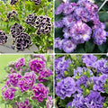 295pcs Double Petunia Flower Seeds – Premium Ruffled Bloom Variety, Vibrant Mixed Colors, Long Blooming Annual, Compact & Easy-to-Cultivate for Garden Beds, Hanging Baskets & Patio Containers