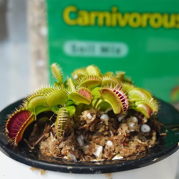 Carnivorous Plant Soil Mix 3 Qts, Include Perlite and Sphagnum Moss Debris, Great Potting Soil for Venus Fly Traps, Pitcher Plants, Sundews