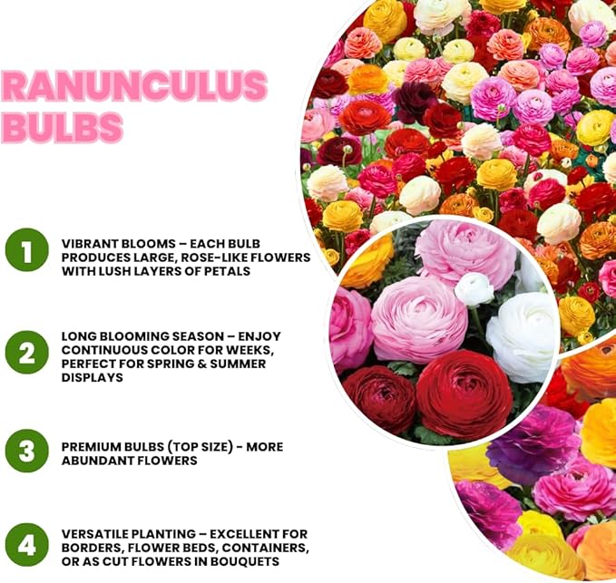 Set 50 Ranunculus Bulbs for Planting, Mix Ranunculus Corms Bulk, Butterfly Ranunculus Flowers Bulbs Spring Fall, Peony Buttercup Ranunculus