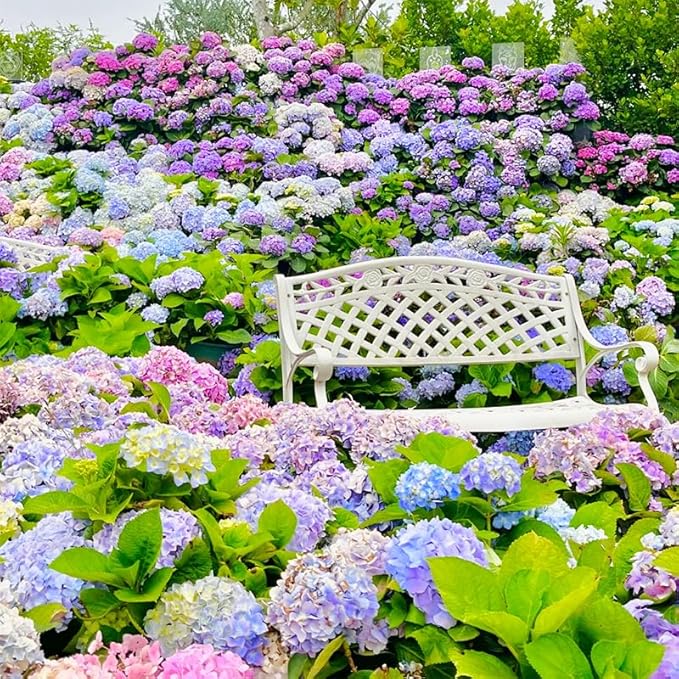 150+ Perennial Mixed Color Hydrangea Seeds for Planting- Non-GMO Heirloom Seeds Flower Plant Wedding Outdoor Garden