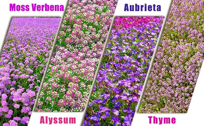 Ground Cover Plant Seeds Collection - 31,000+ Seeds Mix of Creeping Thyme, Alyssum, Purple Rockcress, Moss Verbena - 4 Varieties Pack for Landscaping Ground Cover