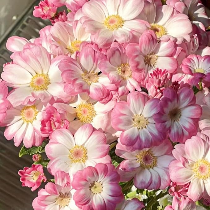 1000 Pieces Cineraria Flower Seeds,Winter to Spring Blooming, 10-20 Days Germination, Indoor Pots and Shade Gardens