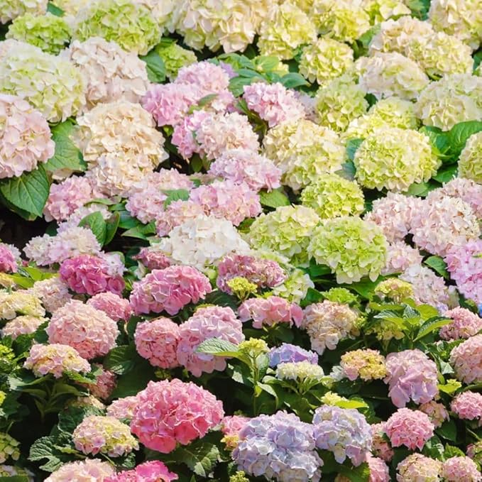 65+ Perennial Mixed Hydrangea Seeds Flower Plant for Home Gardens Outdoor